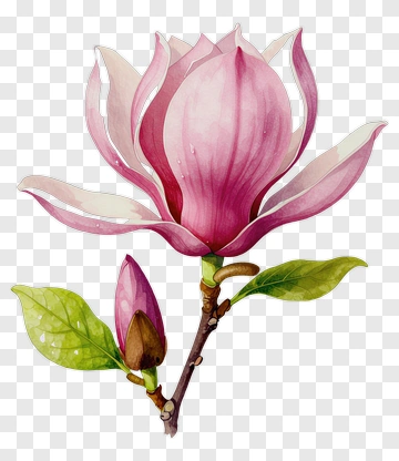 Pink Magnolia Flower With Bud And Leaf PNG