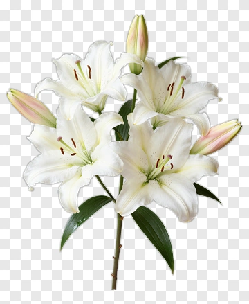 White Lily Bouquet With Pink Tones PNG