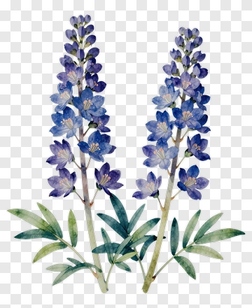 Blue Lupine Flowers With Green Leaves PNG
