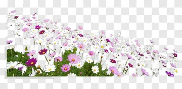 Field Of Colorful Wildflowers PNG