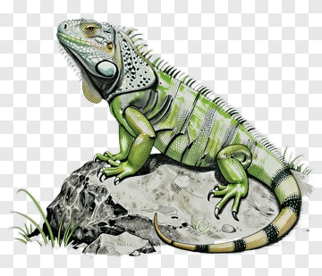 Iguanas On Rock PNG