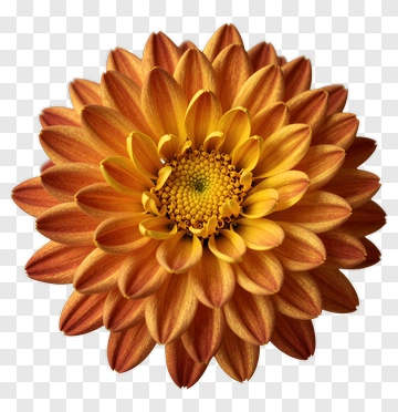 Orange And Yellow Chrysanthemum PNG