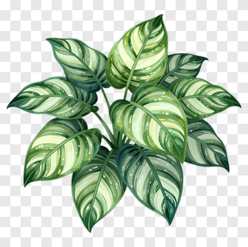 Variegated Tropical Plant PNG
