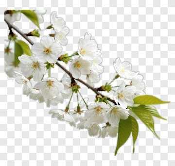 Cherry Blossoms In Full Bloom PNG