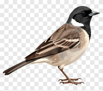 Black-throated Sparrow PNG