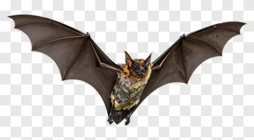 Flying Bat With Spread Wings PNG