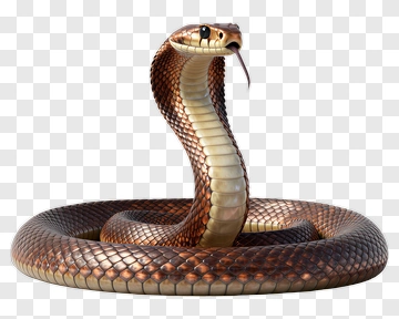 Cobra With Raised Hood PNG