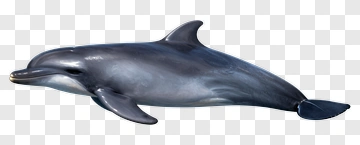 Dolphin PNG