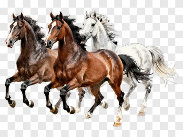 Three Running Horses PNG