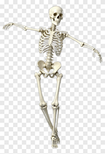 Human Skeleton In Neutral Pose PNG