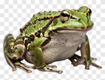 Green Frog With Black Spots PNG