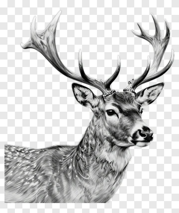 Hand Drawn Deer PNG