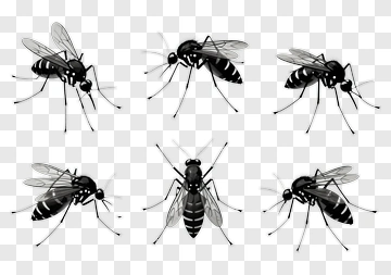 Mosquitoes In Monochrome PNG