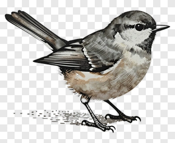Hand-drawn Bird Illustration PNG