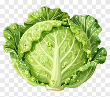 Cabbage PNG
