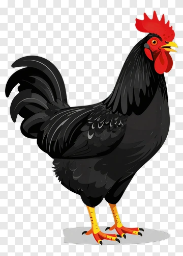 Black Rooster With Red Comb PNG