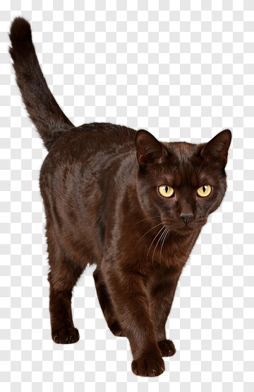 Black Cat With Yellow Eyes PNG