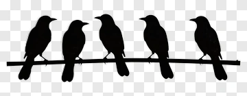 Five Birds On A Branch PNG