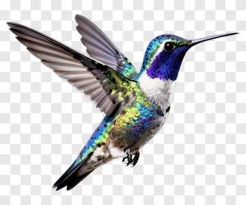 Hummingbird In Flight PNG