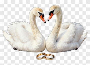 Two Swans With Wedding Rings PNG
