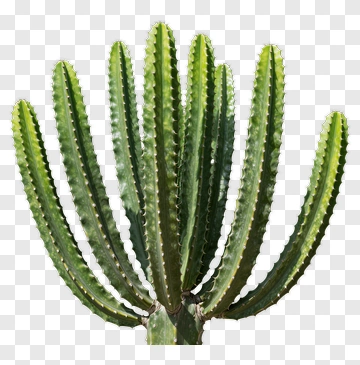 Green Cactus With Spines PNG