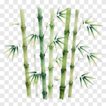 Watercolor Bamboo PNG