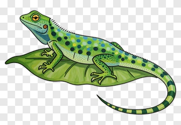 Green Lizard On Leaf PNG