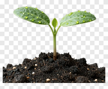 Fresh Green Sprout Growing In Soil PNG