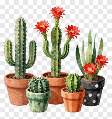 Cactus With Red Flowers In Pots PNG