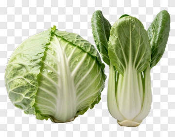 Fresh Cabbage And Bok Choy PNG