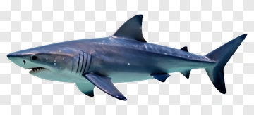 Shark PNG