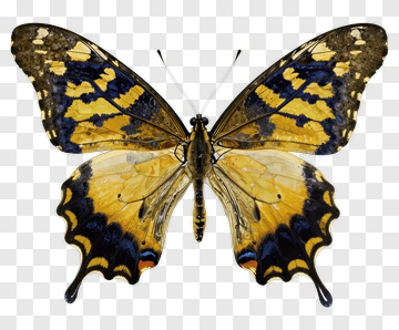 Yellow And Blue Butterfly PNG