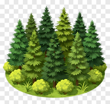 Forest Of Pine Trees And Bushes PNG