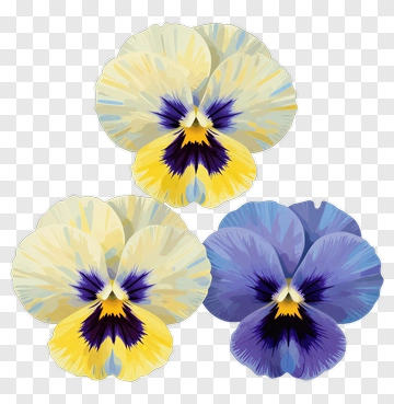 Three Pansy Flowers In Flat Style PNG