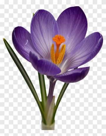 Purple Crocus Flower With Orange Stamen PNG