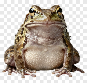 Frog With Detailed Skin Texture PNG