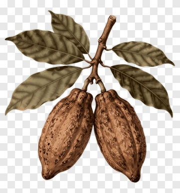 Cocoa Pods On Branch With Leaves PNG