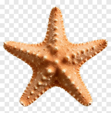 Orange Starfish With White Spines PNG