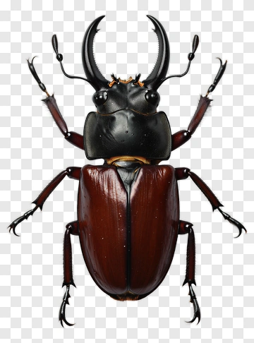 Stag Beetle PNG