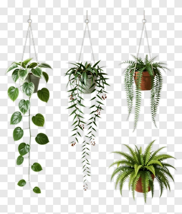 Hanging Plants And Ferns PNG