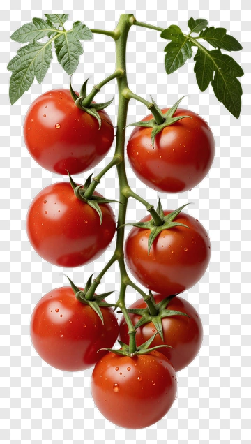 Cluster Of Fresh Red Tomatoes On Vine PNG