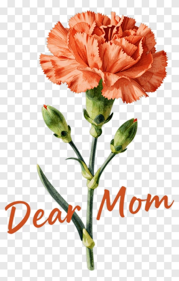 Dear Mom Carnation Flower PNG