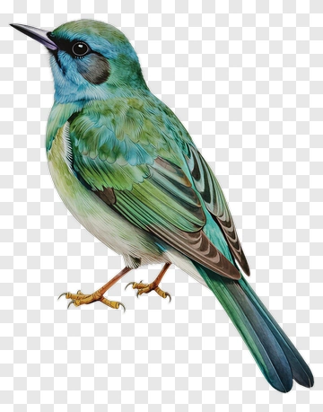Blue Green Bird Illustration PNG
