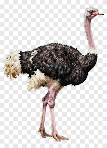 Ostrich Standing Alert PNG