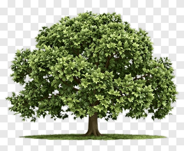 Lush Green Tree PNG
