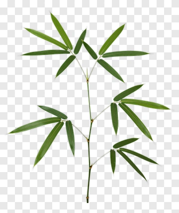 Bamboo Shoot With Leaves PNG