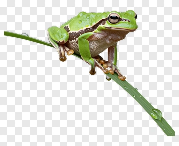 Green Frog On Leaf With Water Droplets PNG