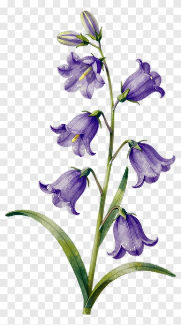 Purple Bellflower With Green Stem PNG