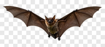 Flying Bat PNG