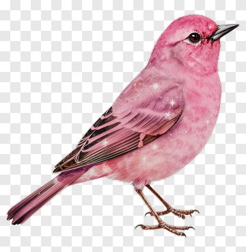 Pink Bird With Sparkles PNG
